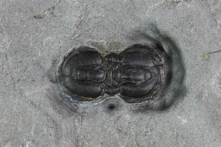 Peronopsis Agnostid Trilobite - Wheeler Shale, Utah #97166